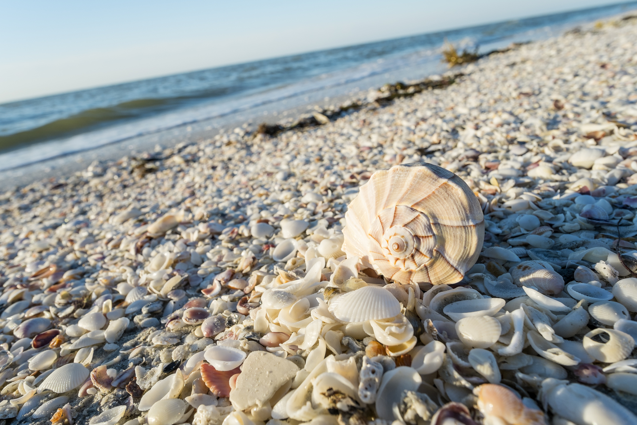 5 Best Beaches To Go Shelling In Florida